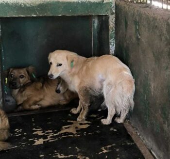 EMELINA (♀) Hündin geb. ca. 2022 (Check erforderlich) Größe: ca.30-35cm (VIDEOS)