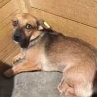 ARYA (♀) Hündin, Größe: ca. 20-25 cm (VIDEO) / auf PS im PLZ Bereich 24