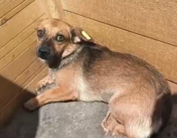 ARYA (♀) Hündin, Größe: ca. 20-25 cm (VIDEO) / auf PS im PLZ Bereich 24