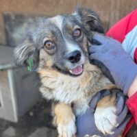 MALINDA (♀) Hündin geb. ca. 2023/2024 Größe: ca. 25 cm (VIDEO)