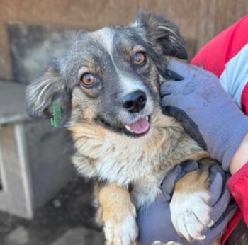 MALINDA (♀) Hündin geb. ca. 2023/2024 Größe: ca. 25 cm (VIDEO)