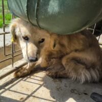 EMELINA (♀) Hündin geb. ca. 2022 (Check erforderlich) Größe: ca.30-35cm (VIDEOS)