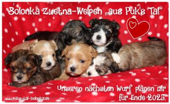 Wurfplanung bei den Bolonkas aus Puk's Tal für Ende 2025