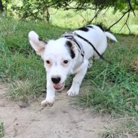 Toby, Rüde, Geb: Ende April 2025, wird ca. 35 cm (VIDEO)