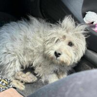 Ari, Rüde, Geb: Februar 2023, ca. 25 cm, Bichon-Mix