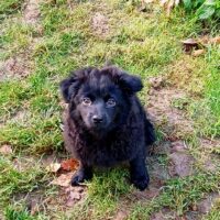 Bolonka Zwetna Welpen