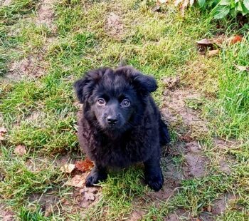 Bolonka Zwetna Welpen