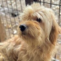 WATSON (♂) Rüde geb. 2023/2024 Größe: ca. 30cm Verfilztes Fell (09/25)