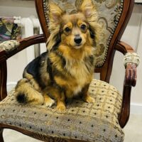 🧡Zuhause für Salwa gesucht🧡ca. 3 Jahre🧡28–29 cm🧡7,5 kg