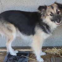 Kimi (Rüde) - geb. 10/2022 - ca. 38cm - 10kg