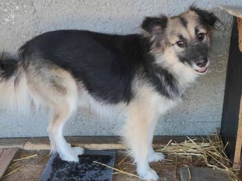 Kimi (Rüde) - geb. 10/2022 - ca. 38cm - 10kg