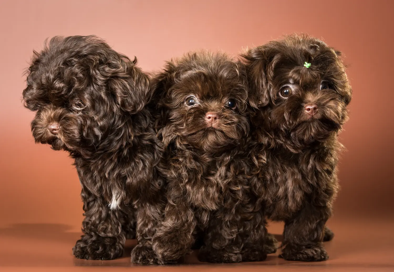 Einen Bolonka Zwetna Welpen zu kaufen, bedeutet Verantwortung zu übernehmen! Bolonka Zwetna Welpen kaufen.