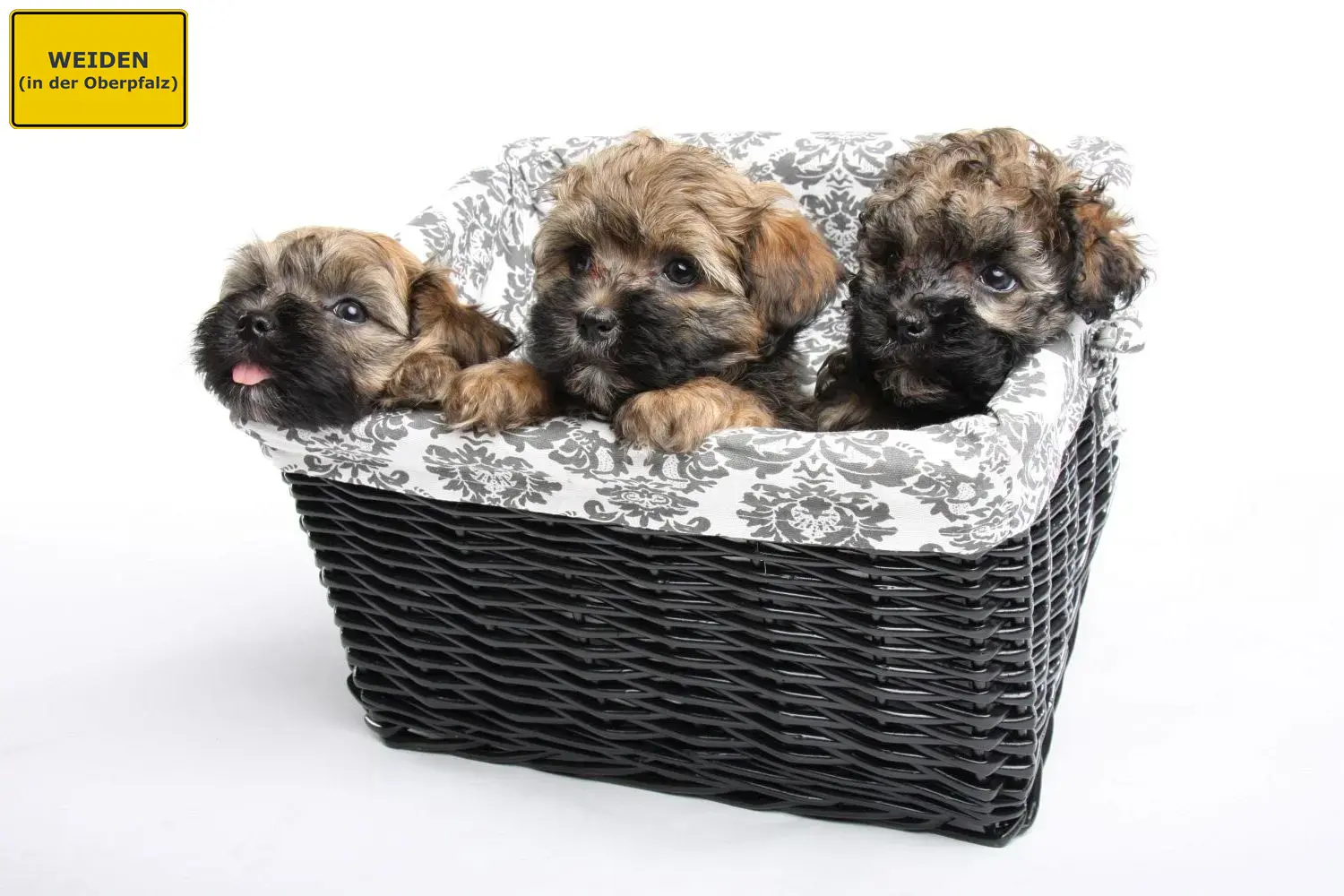 Bolonka Zwetna Welpen und Züchter Weiden in der Oberpfalz Hier findest Du Bolonka Zwetnas Züchter in Weiden in der Oberpfalz.