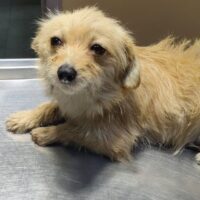 Whitney, weiblich, ca. 20-25 cm ca. 4 Jahre