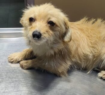 Whitney, weiblich, ca. 20-25 cm ca. 4 Jahre