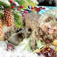 Bollipoo (Bolonka Zwetna/Zwergpudel) Welpen in schokobraun ab Dezember abgabebereit