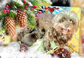 Bollipoo (Bolonka Zwetna/Zwergpudel) Welpen in schokobraun ab Dezember abgabebereit