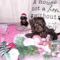 Bollipoo Welpen (Bolonka Zwetna+Pudel) in schokobraun