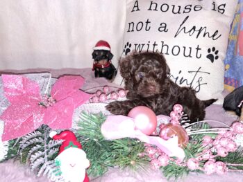 Bollipoo Welpen (Bolonka Zwetna+Pudel) in schokobraun