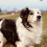 Guru: Rüde • geb.ca. 2013-2015 • 35cm