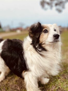 Guru: Rüde • geb.ca. 2013-2015 • 35cm