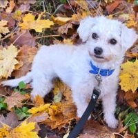 TIFFY (1 Jahr; 3,5 kg) sucht ihr Körbchen