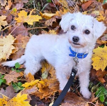 TIFFY (1 Jahr; 3,5 kg) sucht ihr Körbchen