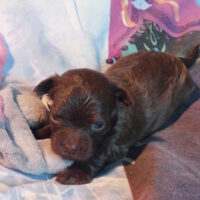 Bolonka Zwetna Welpen suchen noch ein Zuhause