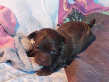 Bolonka Zwetna Welpen suchen noch ein Zuhause