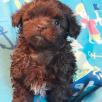 Bolonka Zwetna Welpe Ose sucht noch sein neues zuhause