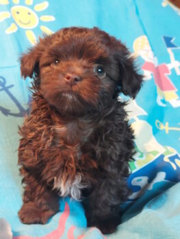 Miniaturansicht für das Anzeigenbild