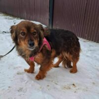 Nelly, Hündin, kastriert, geb Oktober 2018, 34 cm