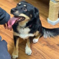 Gurukas: Rüde • geb.ca. 2024 • 35cm • 10kg