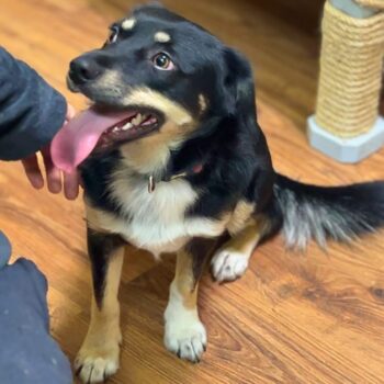 Gurukas: Rüde • geb.ca. 2024 • 35cm • 10kg