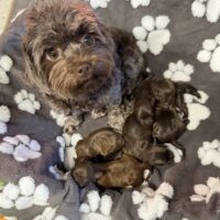 Bolonka Zwetna Schokonasen mit AT