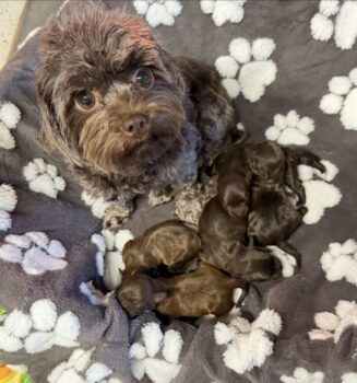 Bolonka Zwetna Schokonasen mit AT