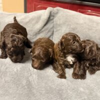 Bolonka Zwetna Schokonasen mit AT