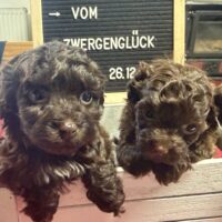 Bolonka Zwetna Hündinnen mit AT