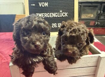 Miniaturansicht für das Anzeigenbild