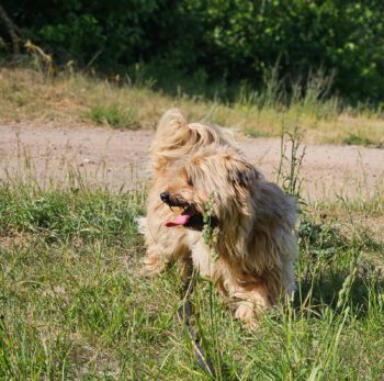 Rikis: Rüde • geb.ca. 2021-2022 • 40cm