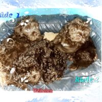 Bollipoo ( Bolonka Zwetna +Pudel) Welpen in schokobraun