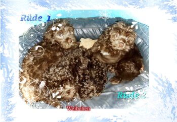 Bollipoo ( Bolonka Zwetna +Pudel) Welpen in schokobraun