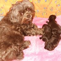 Bollipoo ( Bolonka Zwetna +Pudel) Welpen in schokobraun