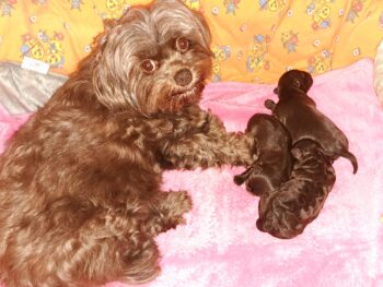 Bollipoo ( Bolonka Zwetna +Pudel) Welpen in schokobraun