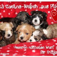 Wurfplanung bei den Bolonkas aus Puk's Tal für Frühjahr 2026