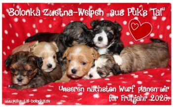 Wurfplanung bei den Bolonkas aus Puk's Tal für Frühjahr 2026