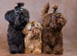 Puppies of a Tsvetnaya dolonka in studio on a neutral background