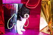 Hundewelpe zwischen Geschenktüten