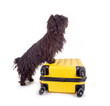 Schwarzer Hund mit gelben Reisekoffer